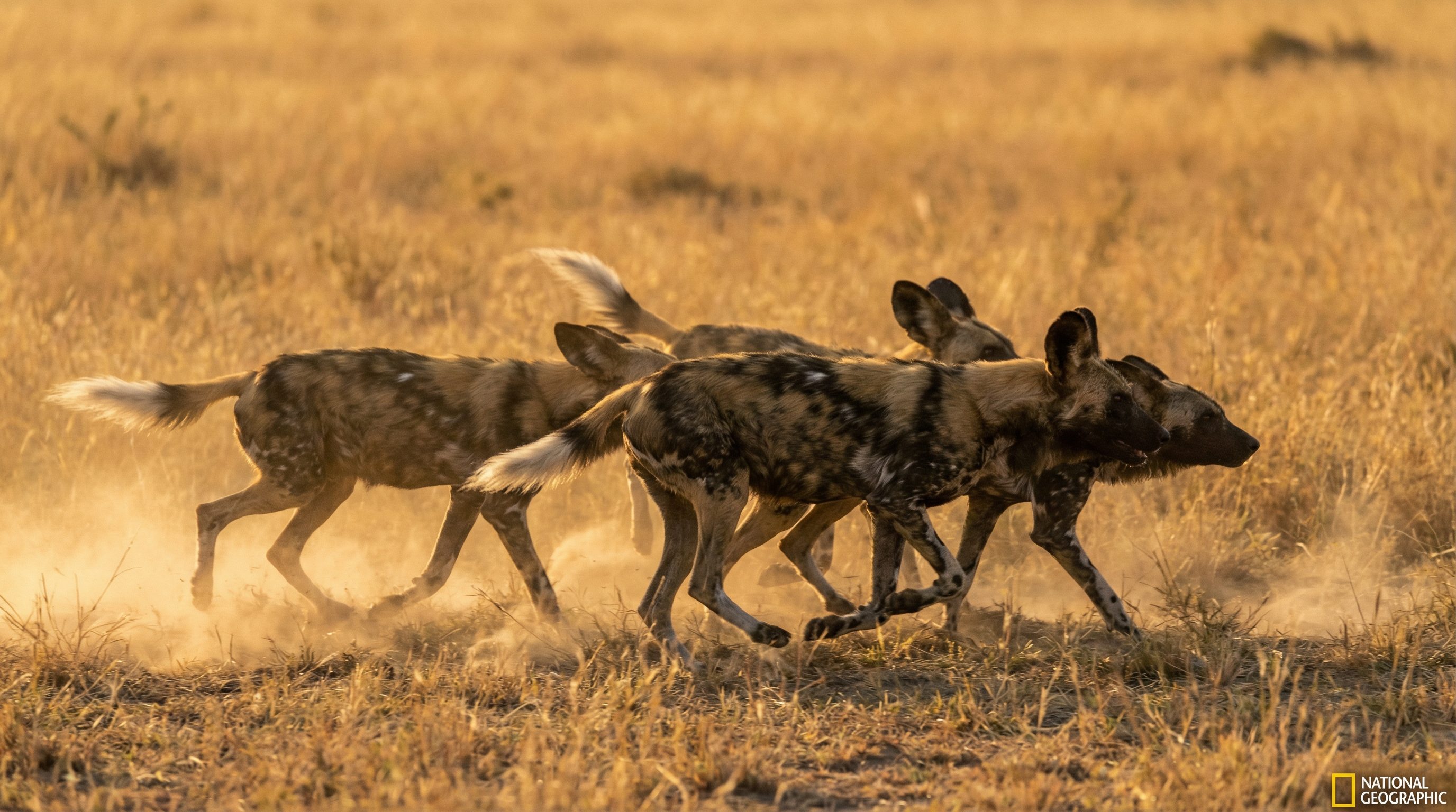 寸止挑战野生动物保护视频