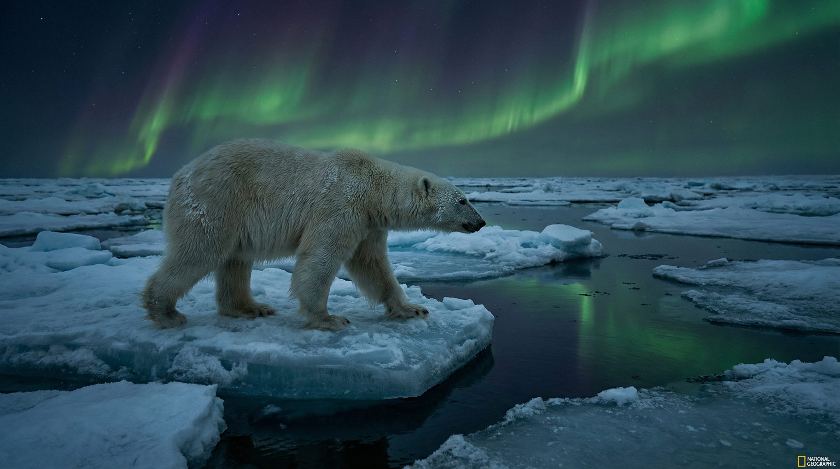 寸止挑战视频：北极熊极地探险视频演示